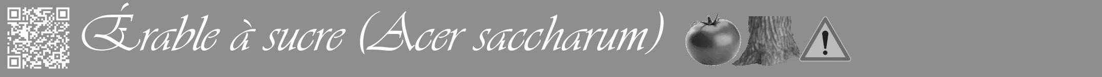 Étiquette de : Acer saccharum - format a - style blanche25viv avec qrcode et comestibilité simplifiée
