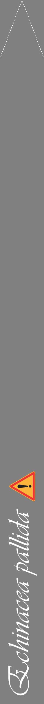 Étiquette de : Echinacea pallida - format b - style blanche57viv avec comestibilité simplifiée