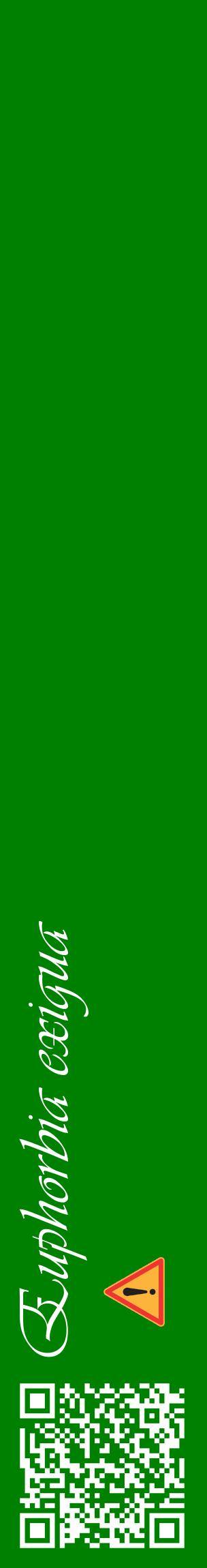 Étiquette de : Euphorbia exigua - format c - style blanche9_basiqueviv avec qrcode et comestibilité simplifiée