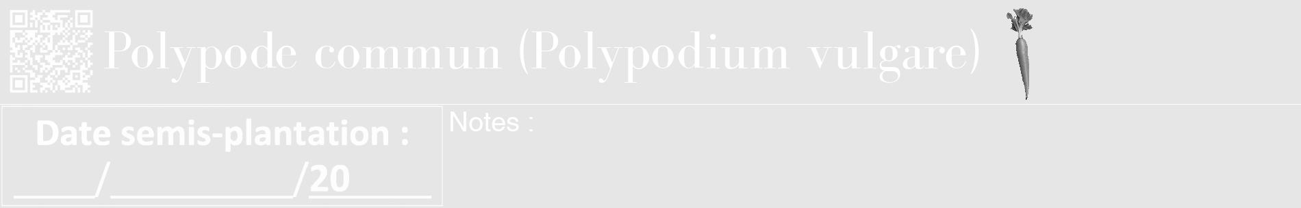 Étiquette de : Polypodium vulgare - format a - style blanche18basiquebod avec qrcode et comestibilité simplifiée
