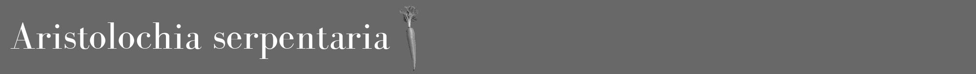 Étiquette de : Aristolochia serpentaria - format a - style blanche6bod avec comestibilité simplifiée