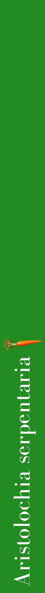 Étiquette de : Aristolochia serpentaria - format a - style blanche10bod avec comestibilité simplifiée