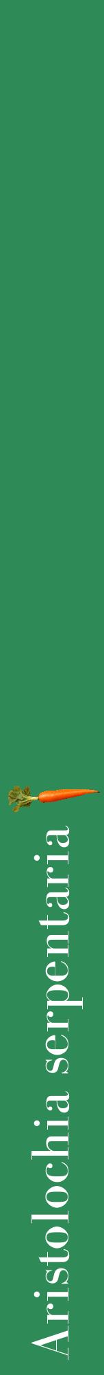 Étiquette de : Aristolochia serpentaria - format a - style blanche11bod avec comestibilité simplifiée
