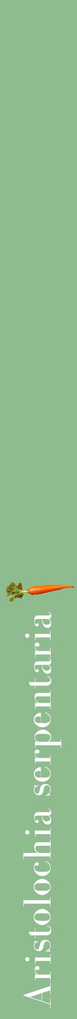 Étiquette de : Aristolochia serpentaria - format a - style blanche13bod avec comestibilité simplifiée