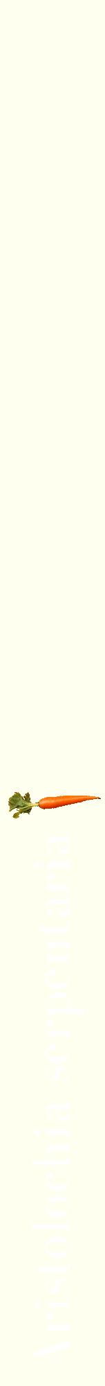 Étiquette de : Aristolochia serpentaria - format a - style blanche19bod avec comestibilité simplifiée