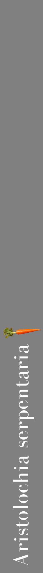 Étiquette de : Aristolochia serpentaria - format a - style blanche57bod avec comestibilité simplifiée