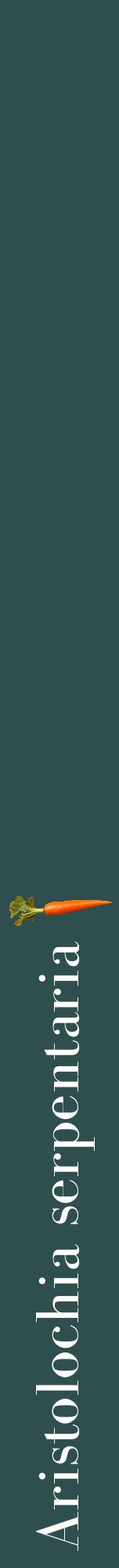 Étiquette de : Aristolochia serpentaria - format a - style blanche58bod avec comestibilité simplifiée