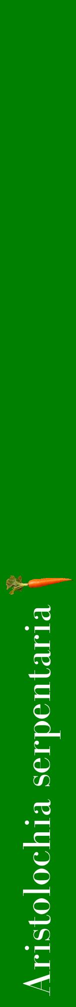 Étiquette de : Aristolochia serpentaria - format a - style blanche9bod avec comestibilité simplifiée