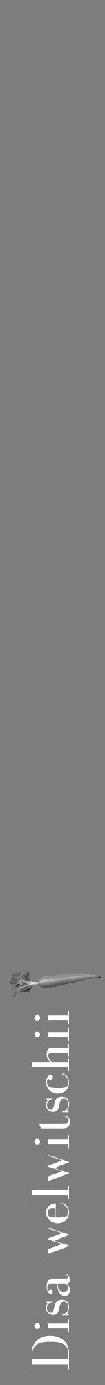 Étiquette de : Disa welwitschii - format a - style blanche35bod avec comestibilité simplifiée - position verticale