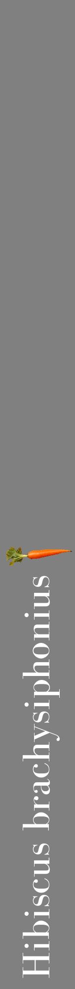 Étiquette de : Hibiscus brachysiphonius - format a - style blanche57bod avec comestibilité simplifiée