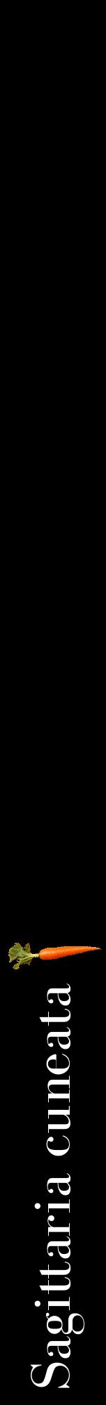 Étiquette de : Sagittaria cuneata - format a - style blanche59bod avec comestibilité simplifiée