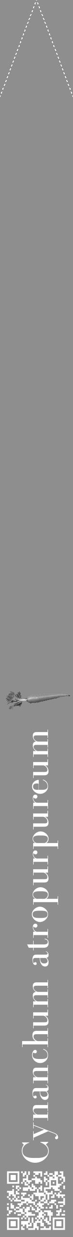Étiquette de : Cynanchum atropurpureum - format b - style blanche25bod avec qrcode et comestibilité simplifiée - position verticale