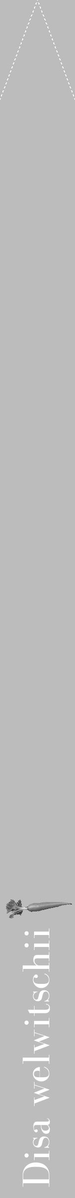 Étiquette de : Disa welwitschii - format b - style blanche1bod avec comestibilité simplifiée - position verticale