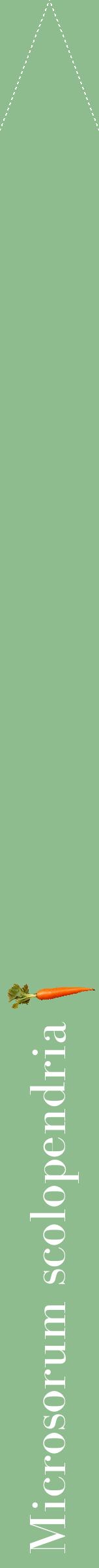 Étiquette de : Microsorum scolopendria - format b - style blanche13bod avec comestibilité simplifiée