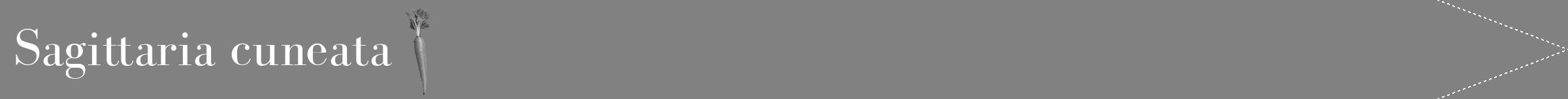 Étiquette de : Sagittaria cuneata - format b - style blanche50bod avec comestibilité simplifiée