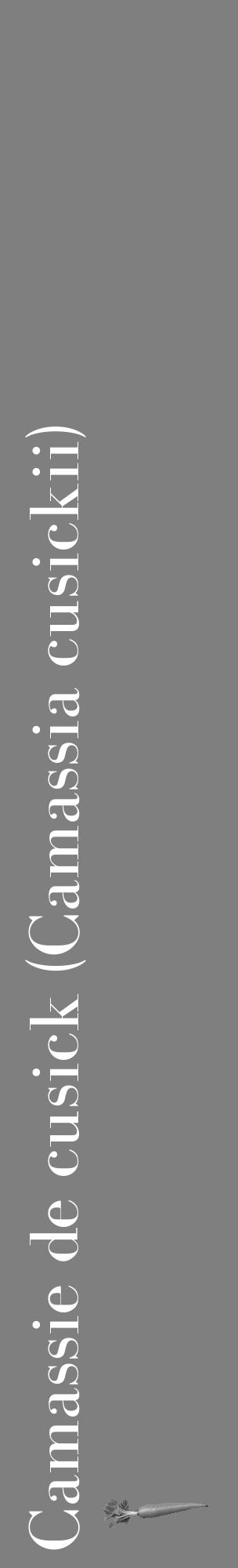 Étiquette de : Camassia cusickii - format c - style blanche31_basique_basiquebod avec comestibilité simplifiée - position verticale
