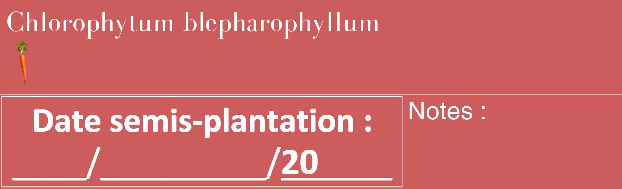 Étiquette de : Chlorophytum blepharophyllum - format c - style blanche35_basique_basiquebod avec comestibilité simplifiée
