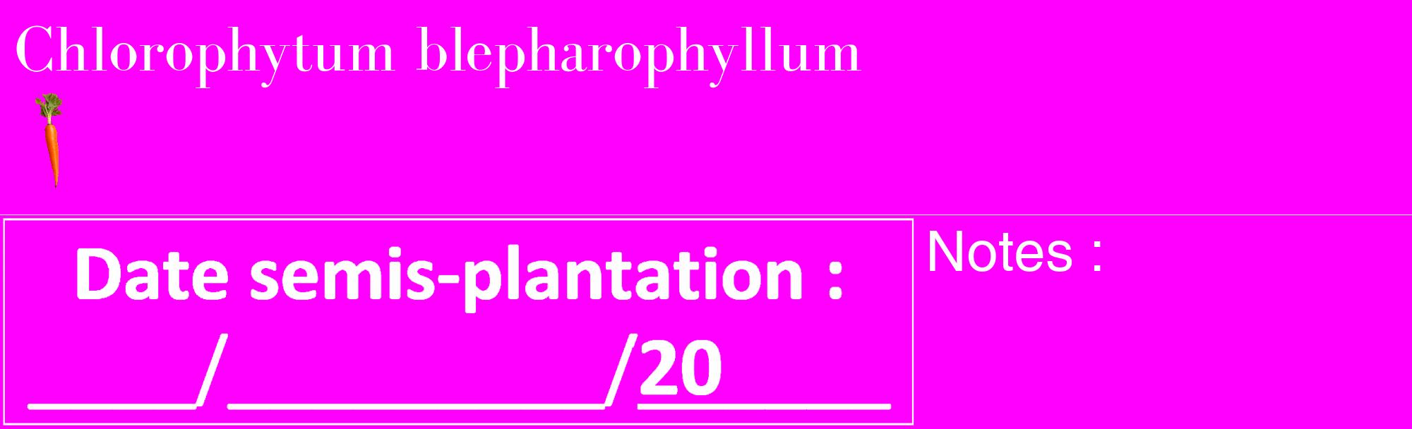 Étiquette de : Chlorophytum blepharophyllum - format c - style blanche51_basique_basiquebod avec comestibilité simplifiée