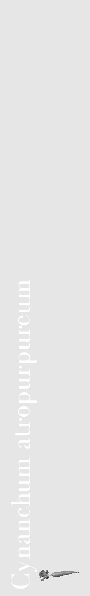 Étiquette de : Cynanchum atropurpureum - format c - style blanche18_basique_basiquebod avec comestibilité simplifiée - position verticale