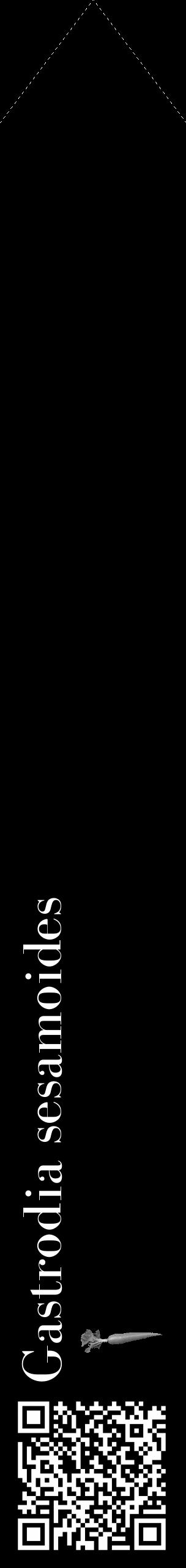 Étiquette de : Gastrodia sesamoides - format c - style blanche59_simple_simplebod avec qrcode et comestibilité simplifiée - position verticale