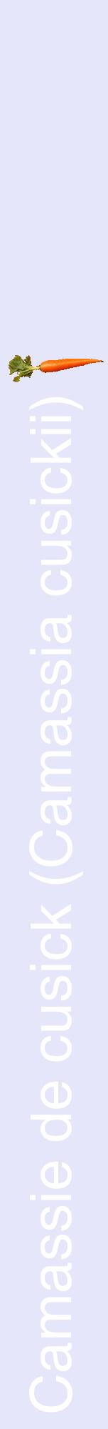 Étiquette de : Camassia cusickii - format a - style blanche55hel avec comestibilité simplifiée