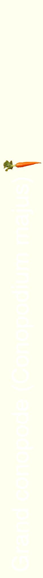 Étiquette de : Conopodium majus - format a - style blanche19hel avec comestibilité simplifiée