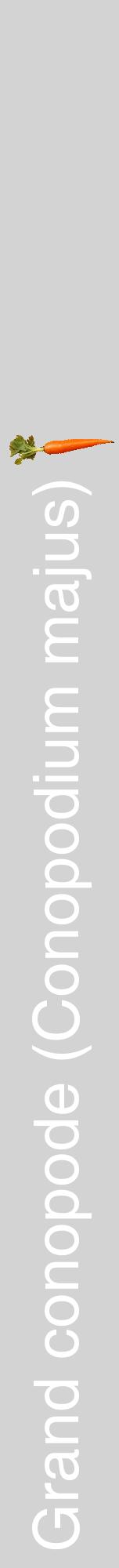 Étiquette de : Conopodium majus - format a - style blanche56hel avec comestibilité simplifiée