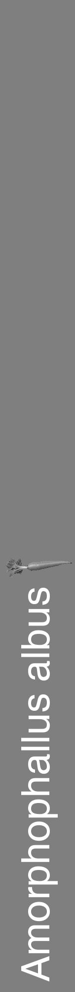 Étiquette de : Amorphophallus albus - format a - style blanche31hel avec comestibilité simplifiée - position verticale