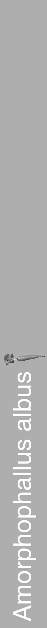 Étiquette de : Amorphophallus albus - format a - style blanche53hel avec comestibilité simplifiée - position verticale