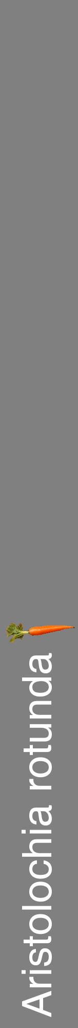 Étiquette de : Aristolochia rotunda - format a - style blanche57hel avec comestibilité simplifiée