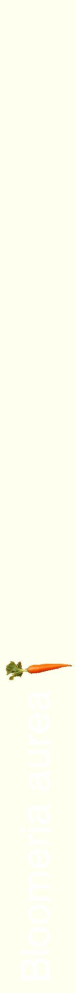 Étiquette de : Bloomeria aurea - format a - style blanche19hel avec comestibilité simplifiée
