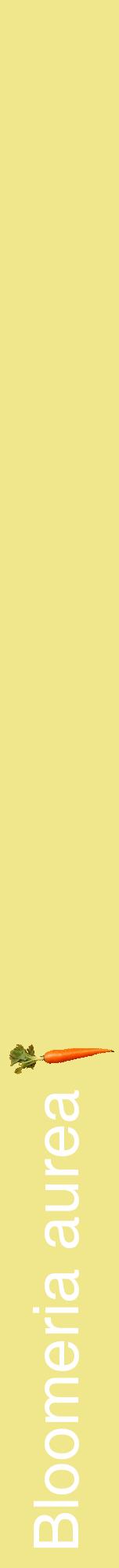 Étiquette de : Bloomeria aurea - format a - style blanche20hel avec comestibilité simplifiée