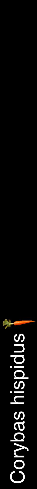 Étiquette de : Corybas hispidus - format a - style blanche59hel avec comestibilité simplifiée