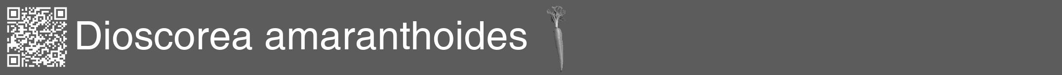 Étiquette de : Dioscorea amaranthoides - format a - style blanche49basiquehel avec qrcode et comestibilité simplifiée