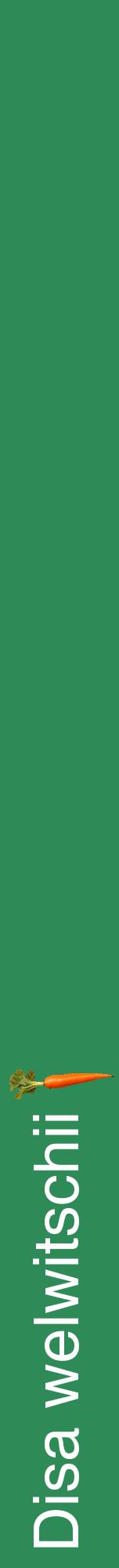 Étiquette de : Disa welwitschii - format a - style blanche11hel avec comestibilité simplifiée