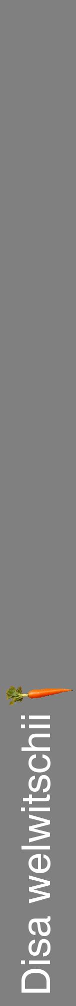 Étiquette de : Disa welwitschii - format a - style blanche57hel avec comestibilité simplifiée