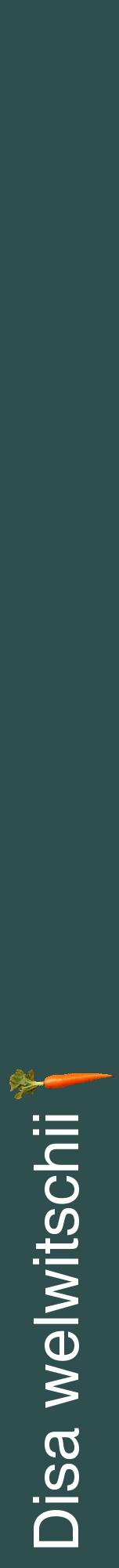 Étiquette de : Disa welwitschii - format a - style blanche58hel avec comestibilité simplifiée