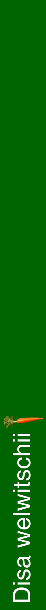 Étiquette de : Disa welwitschii - format a - style blanche8hel avec comestibilité simplifiée