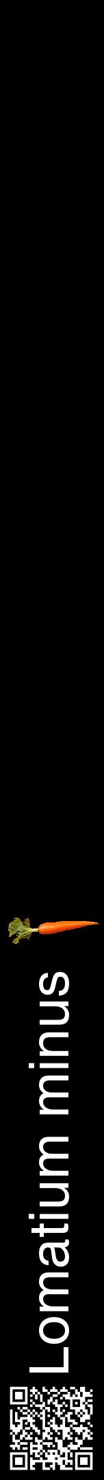 Étiquette de : Lomatium minus - format a - style blanche59hel avec qrcode et comestibilité simplifiée