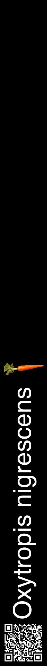Étiquette de : Oxytropis nigrescens - format a - style blanche59hel avec qrcode et comestibilité simplifiée