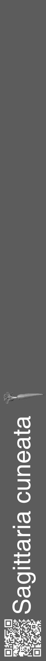 Étiquette de : Sagittaria cuneata - format a - style blanche49basiquehel avec qrcode et comestibilité simplifiée - position verticale