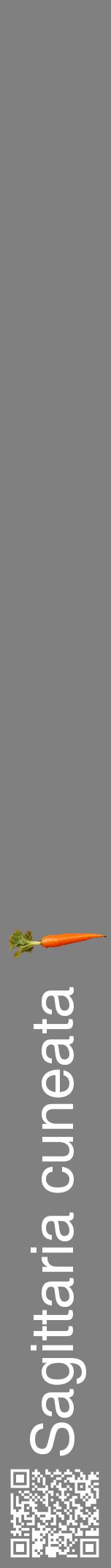 Étiquette de : Sagittaria cuneata - format a - style blanche57hel avec qrcode et comestibilité simplifiée