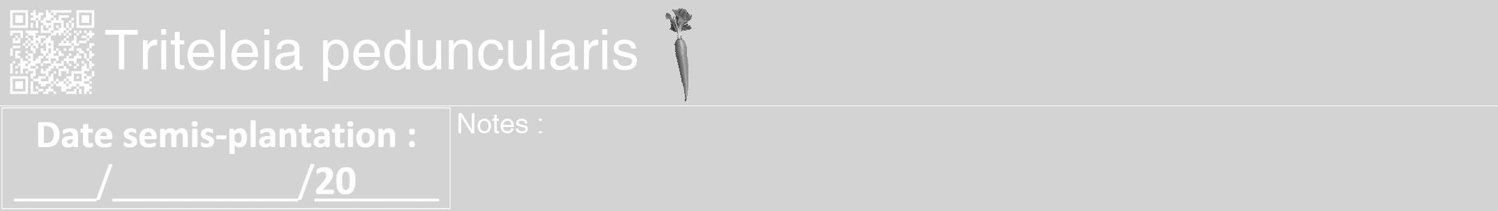 Étiquette de : Triteleia peduncularis - format a - style blanche56hel avec qrcode et comestibilité simplifiée