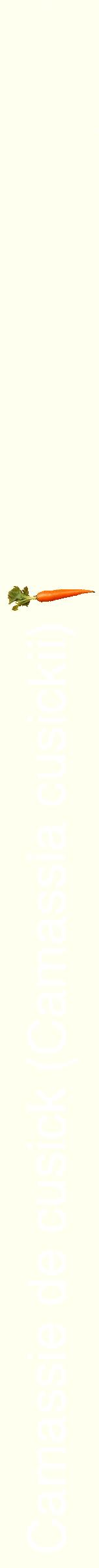 Étiquette de : Camassia cusickii - format b - style blanche19hel avec comestibilité simplifiée