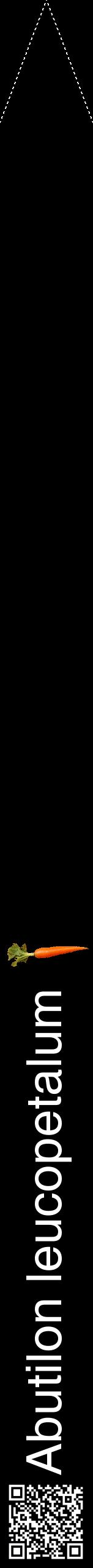 Étiquette de : Abutilon leucopetalum - format b - style blanche59hel avec qrcode et comestibilité simplifiée