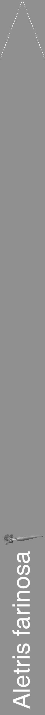 Étiquette de : Aletris farinosa - format b - style blanche4hel avec comestibilité simplifiée - position verticale