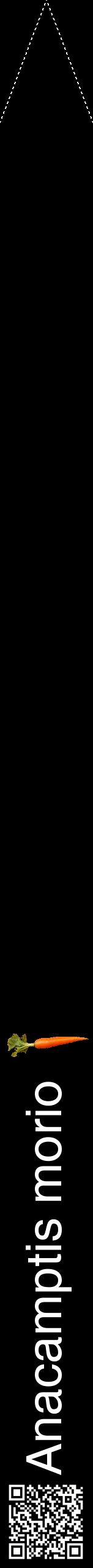 Étiquette de : Anacamptis morio - format b - style blanche59hel avec qrcode et comestibilité simplifiée