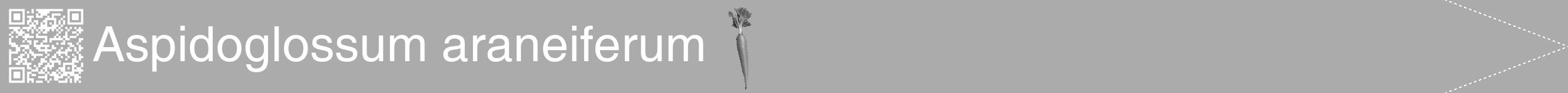 Étiquette de : Aspidoglossum araneiferum - format b - style blanche37simplehel avec qrcode et comestibilité simplifiée