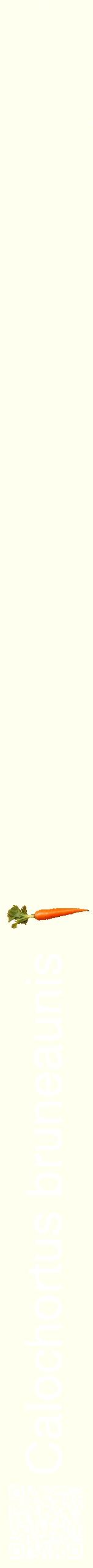 Étiquette de : Calochortus bruneaunis - format b - style blanche19hel avec qrcode et comestibilité simplifiée