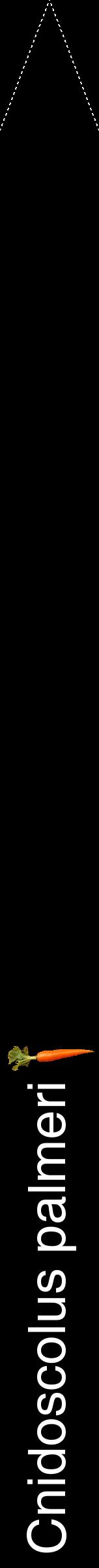 Étiquette de : Cnidoscolus palmeri - format b - style blanche59hel avec comestibilité simplifiée